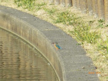 Sat, 3/11/2023 Birding report at 県民健康福祉村