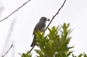 Brown-eared Bulbul 加木屋緑地 Mon, 11/19/2018