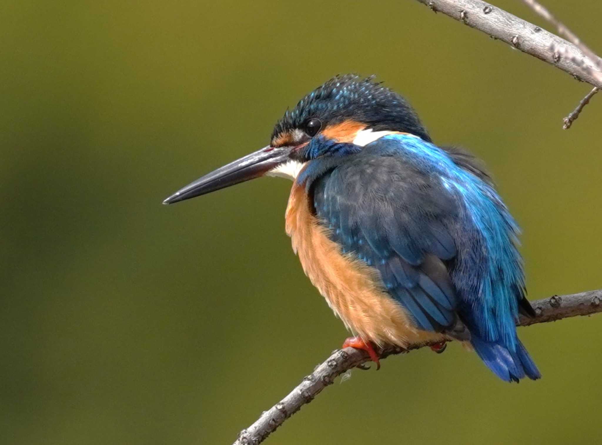 Common Kingfisher