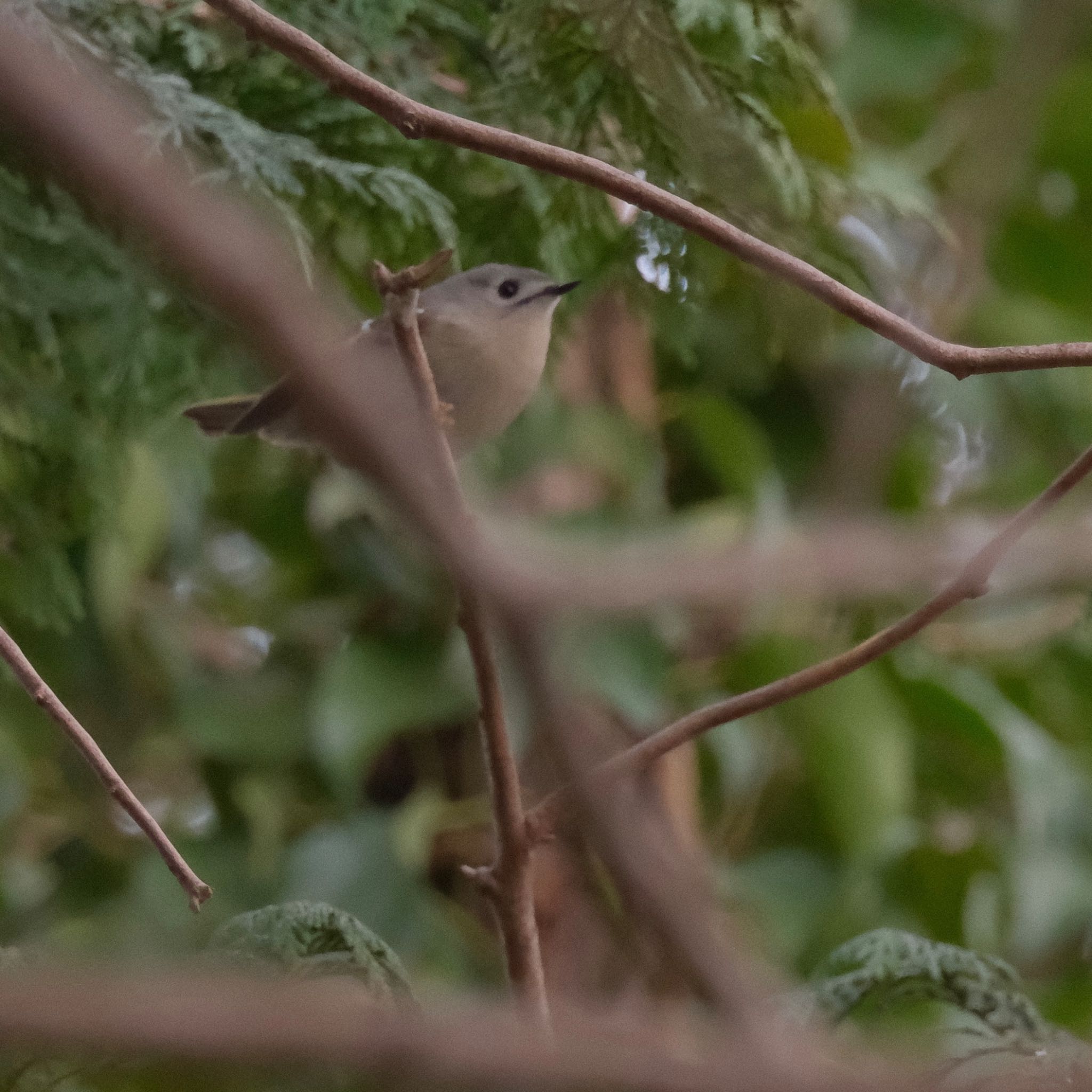 Goldcrest