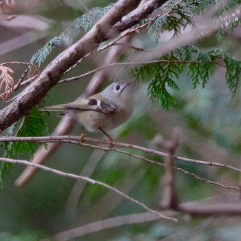 キクイタダキ 秋ヶ瀬公園(野鳥の森) 2024年1月28日(日)