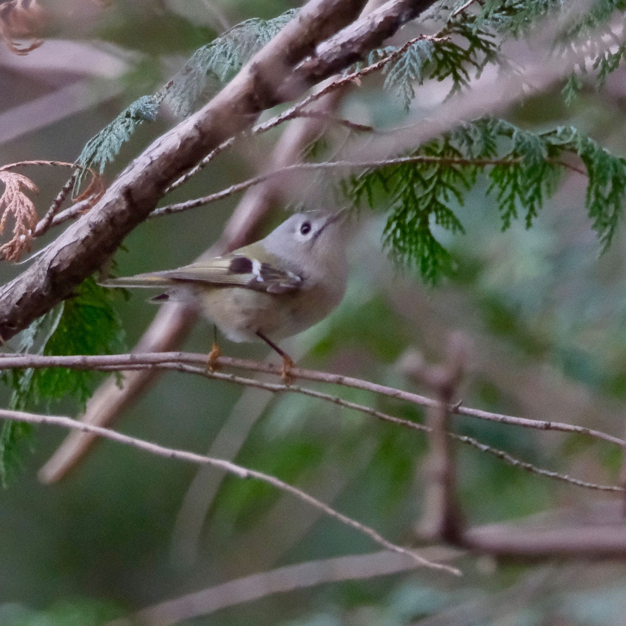 Goldcrest