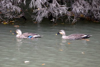 2018年11月19日(月) 加木屋緑地の野鳥観察記録