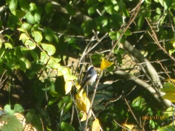 2023年11月13日(月) 川口自然公園の野鳥観察記録