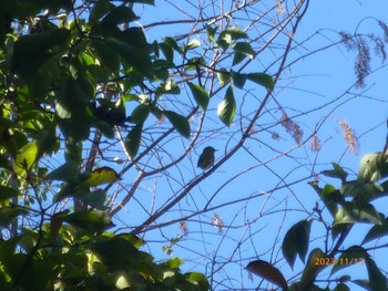 Warbling White-eye 川口自然公園 Mon, 11/13/2023