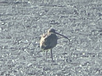 Eurasian Curlew Daijugarami Higashiyoka Coast Thu, 1/4/2024