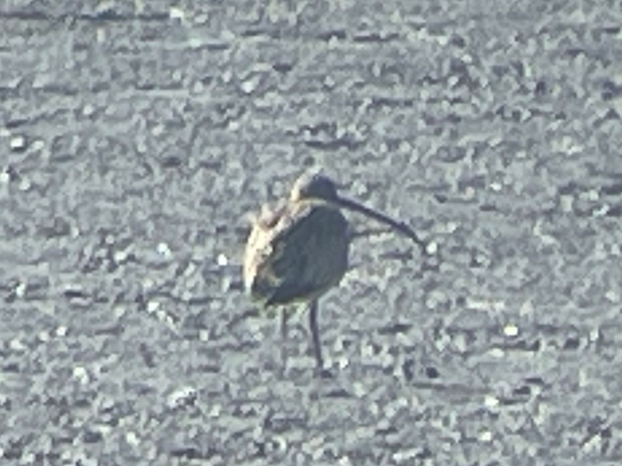 Eurasian Curlew