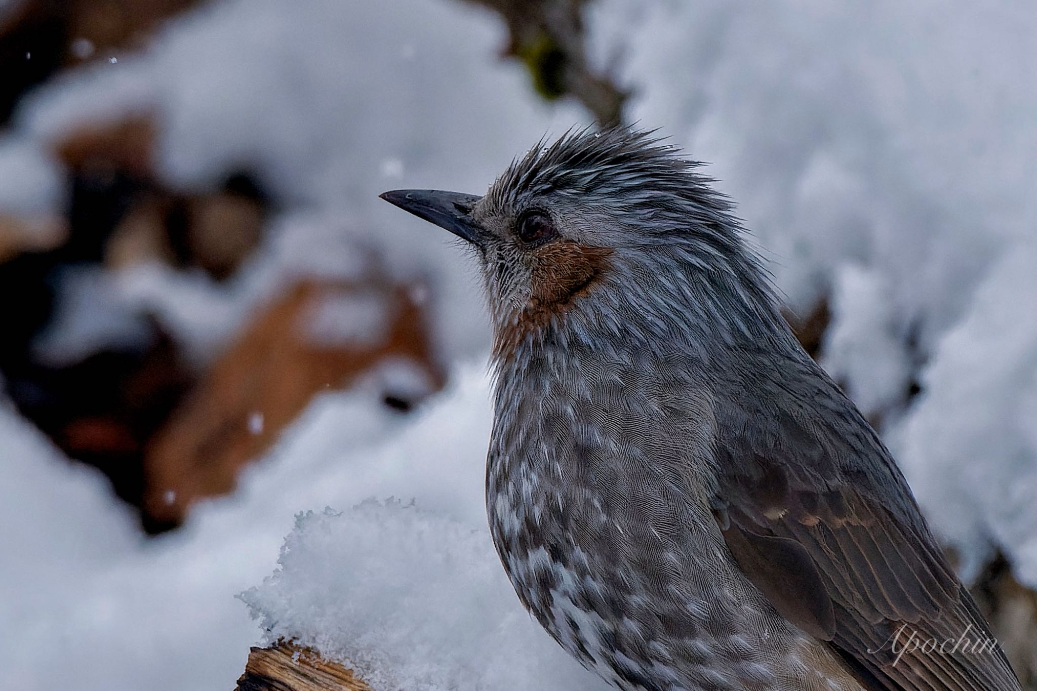 Brown-eared Bulbul