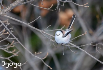 Long-tailed tit(japonicus) Makomanai Park Sun, 1/28/2024