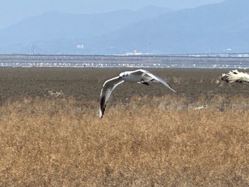 Saunders's Gull Daijugarami Higashiyoka Coast Thu, 1/4/2024