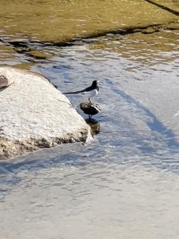 Japanese Wagtail 伊勢神宮内宮 Sat, 1/6/2024