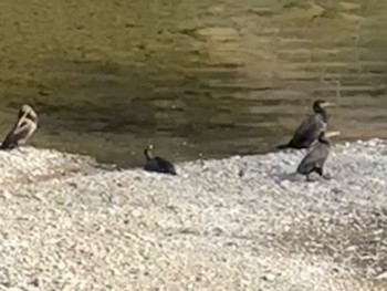 Great Cormorant 伊勢神宮内宮 Sat, 1/6/2024