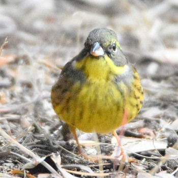 Masked Bunting Kasai Rinkai Park Tue, 2/6/2024