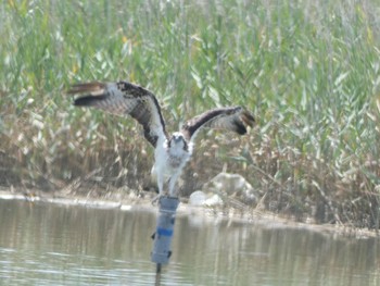 2022年9月3日(土) 大阪南港野鳥園の野鳥観察記録