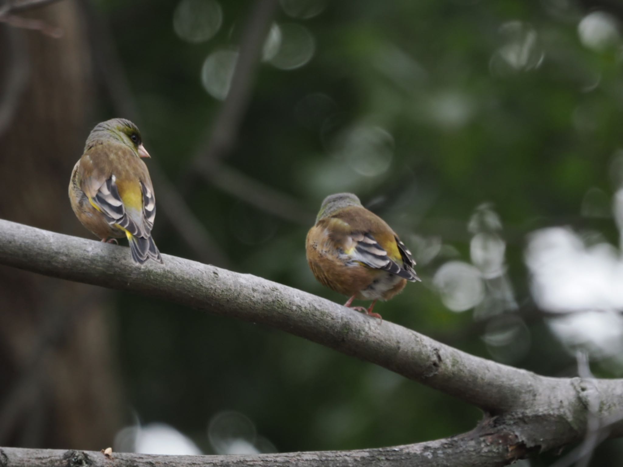 Grey-capped Greenfinch