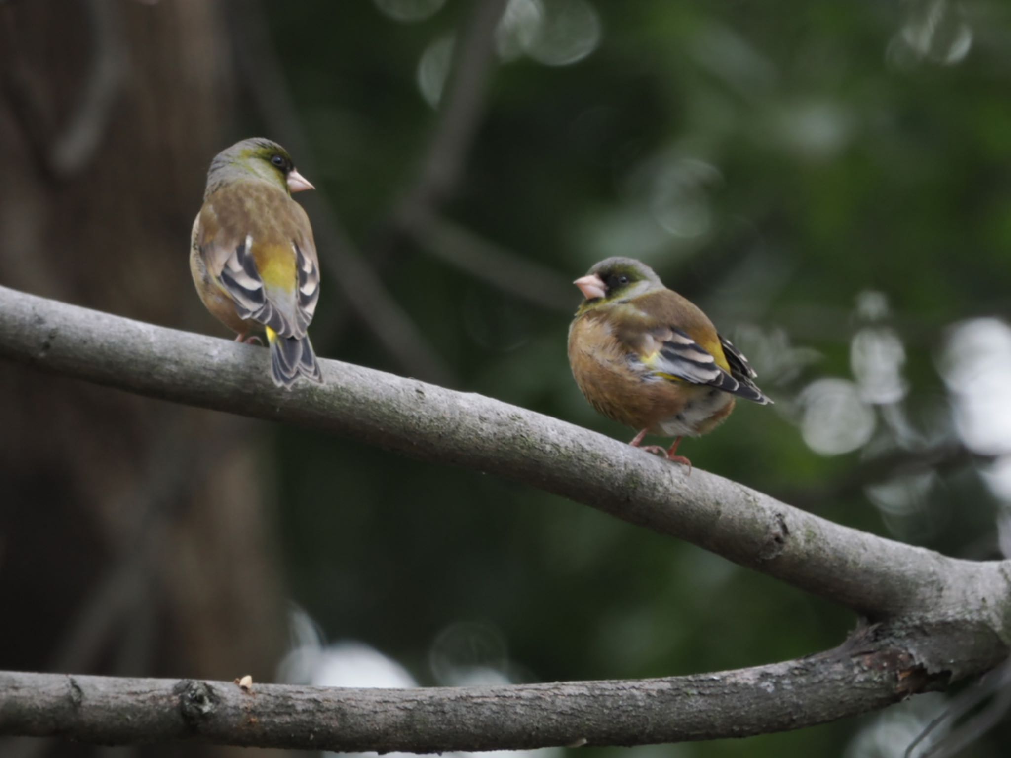 Grey-capped Greenfinch