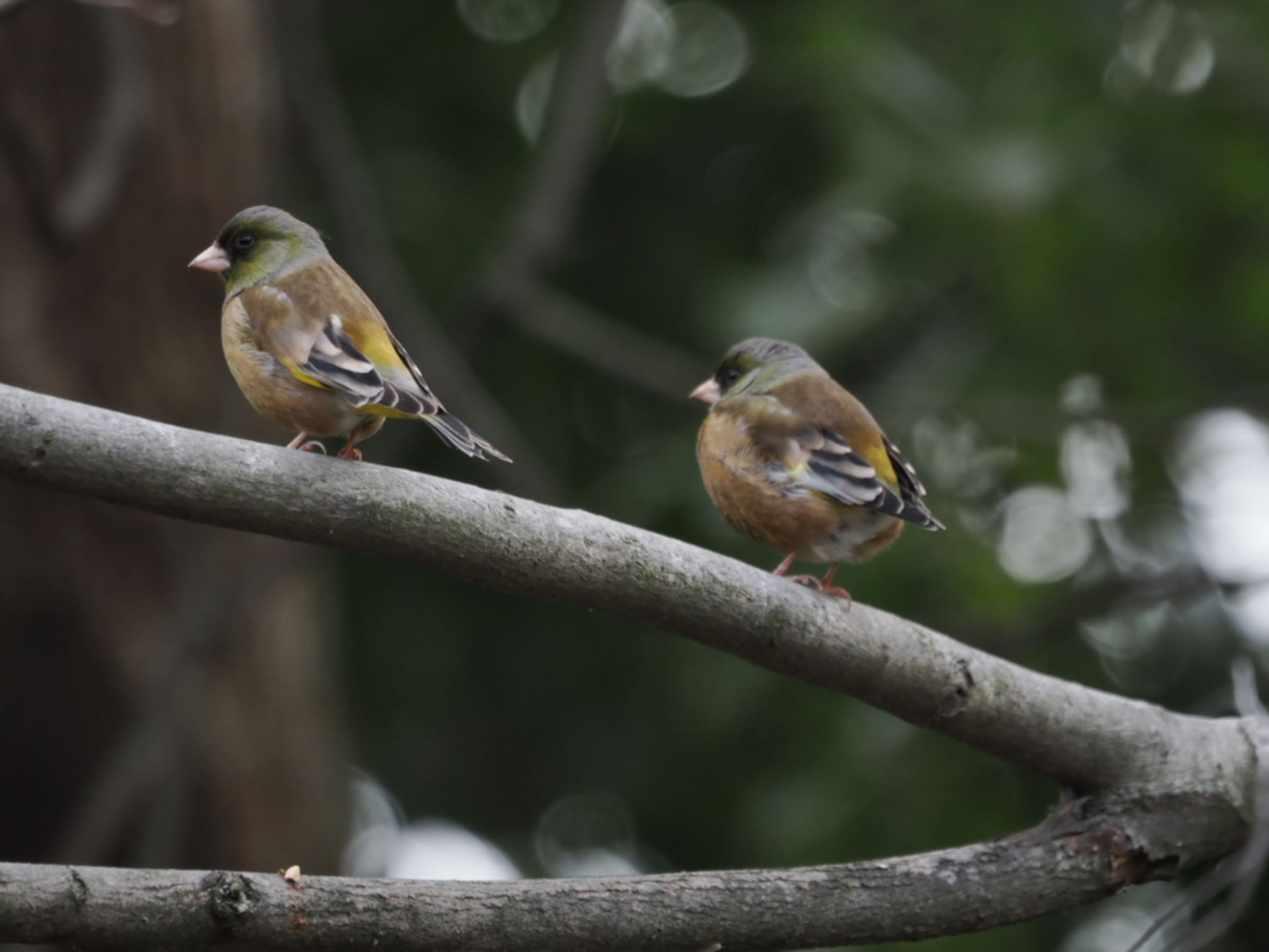 Grey-capped Greenfinch