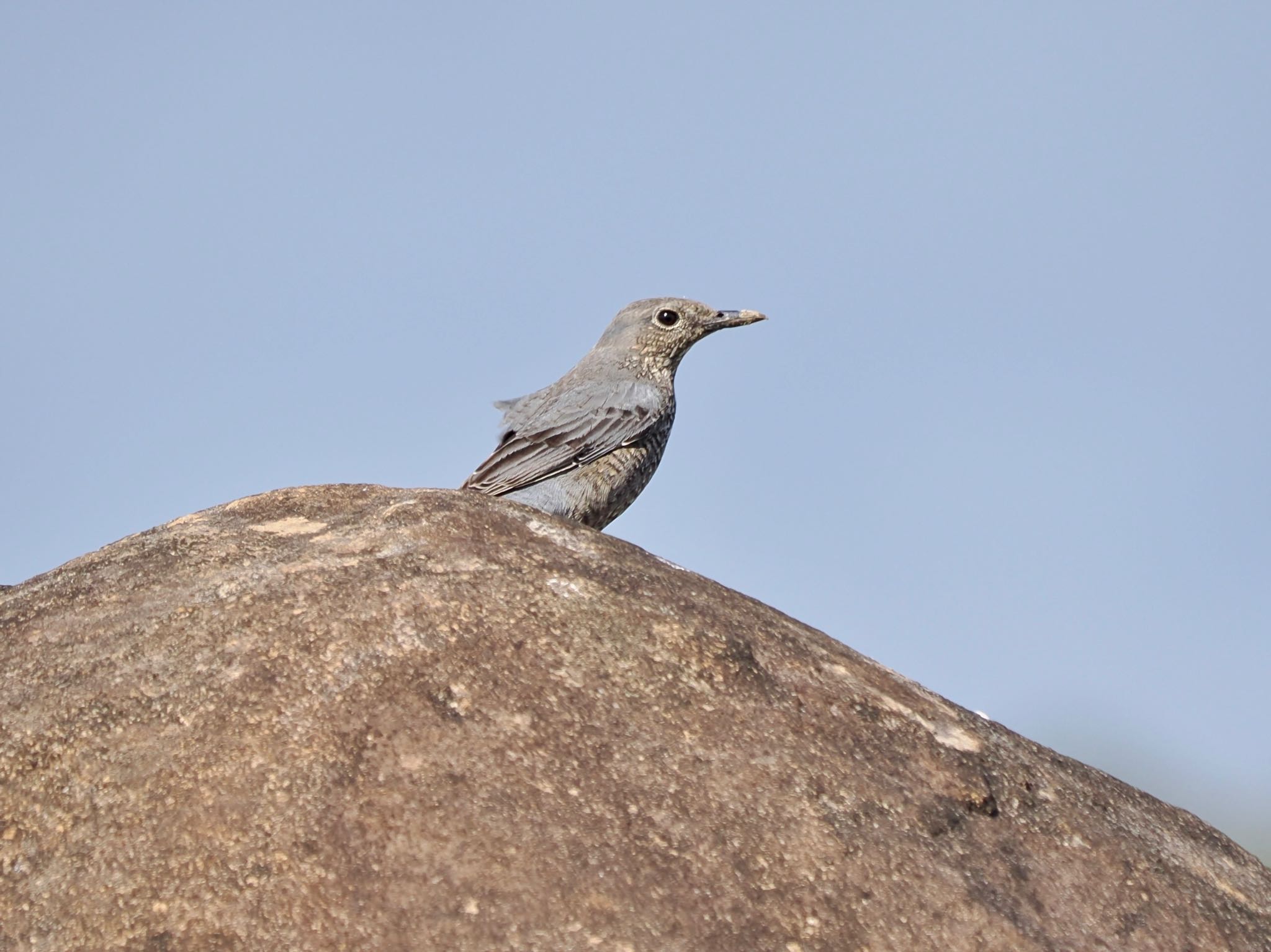 Blue Rock Thrush