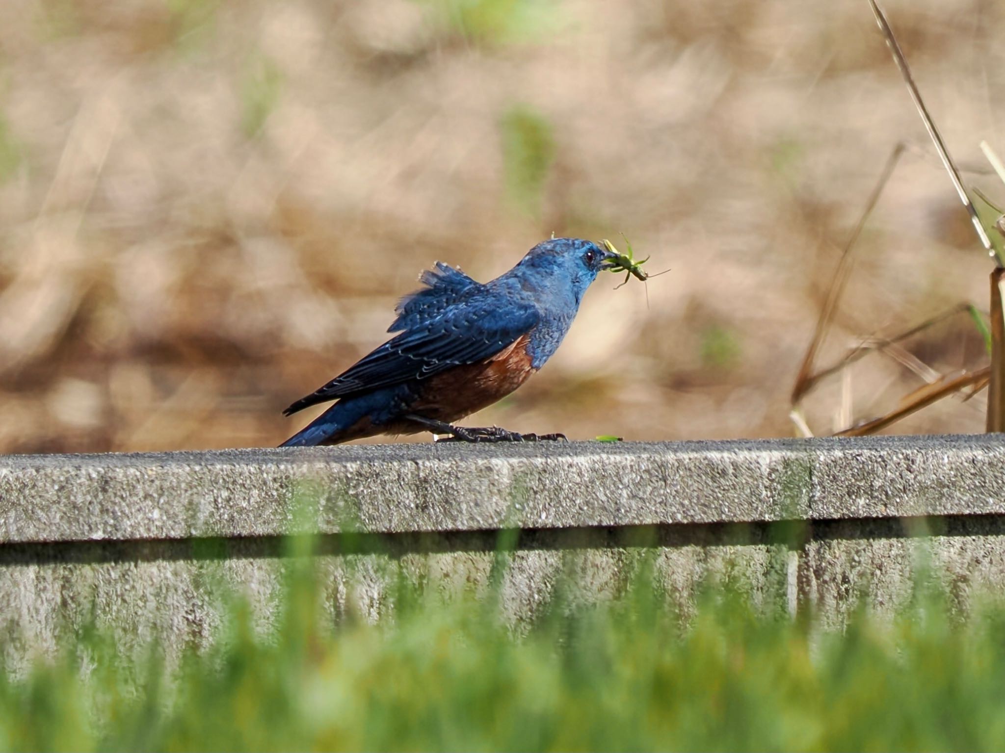 Blue Rock Thrush