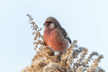 Siberian Long-tailed Rosefinch ふれあい松戸川 Mon, 1/8/2024