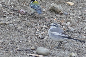 White Wagtail 東京都 Sat, 2/3/2024