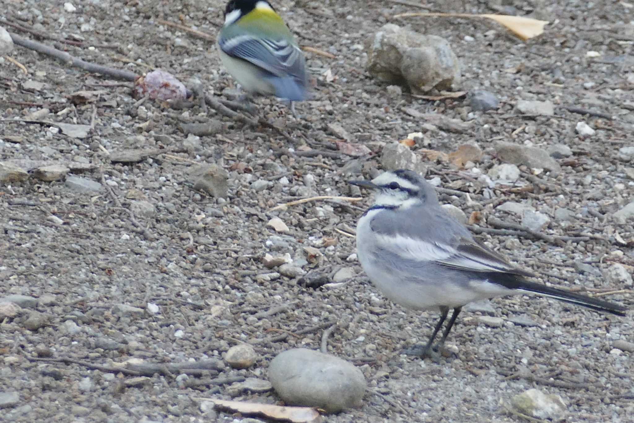 Photo of White Wagtail at 東京都 by アカウント5509