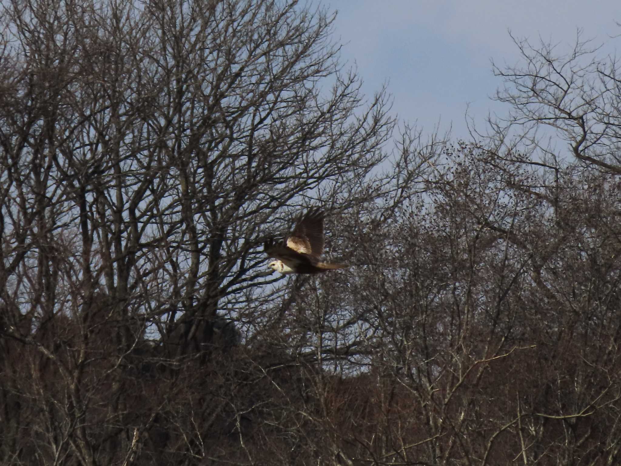 Eastern Marsh Harrier