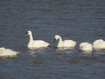 Tundra Swan(columbianus) Izunuma Sat, 2/3/2024