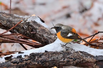 2024年2月6日(火) 玄海田公園の野鳥観察記録