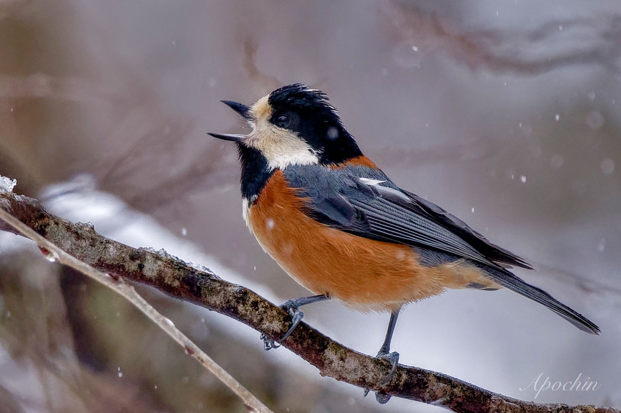 Varied Tit