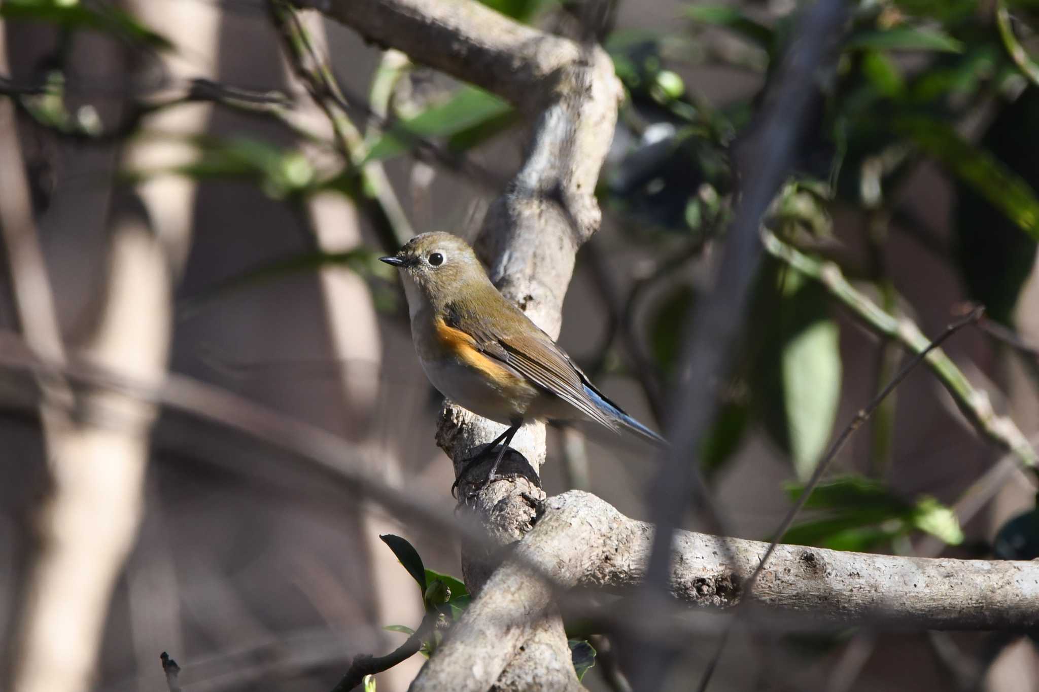 Red-flanked Bluetail