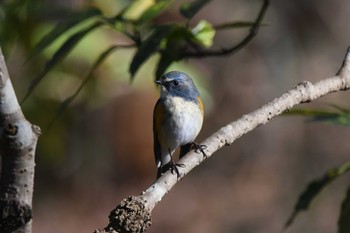 ルリビタキ 井頭公園 2023年12月29日(金)