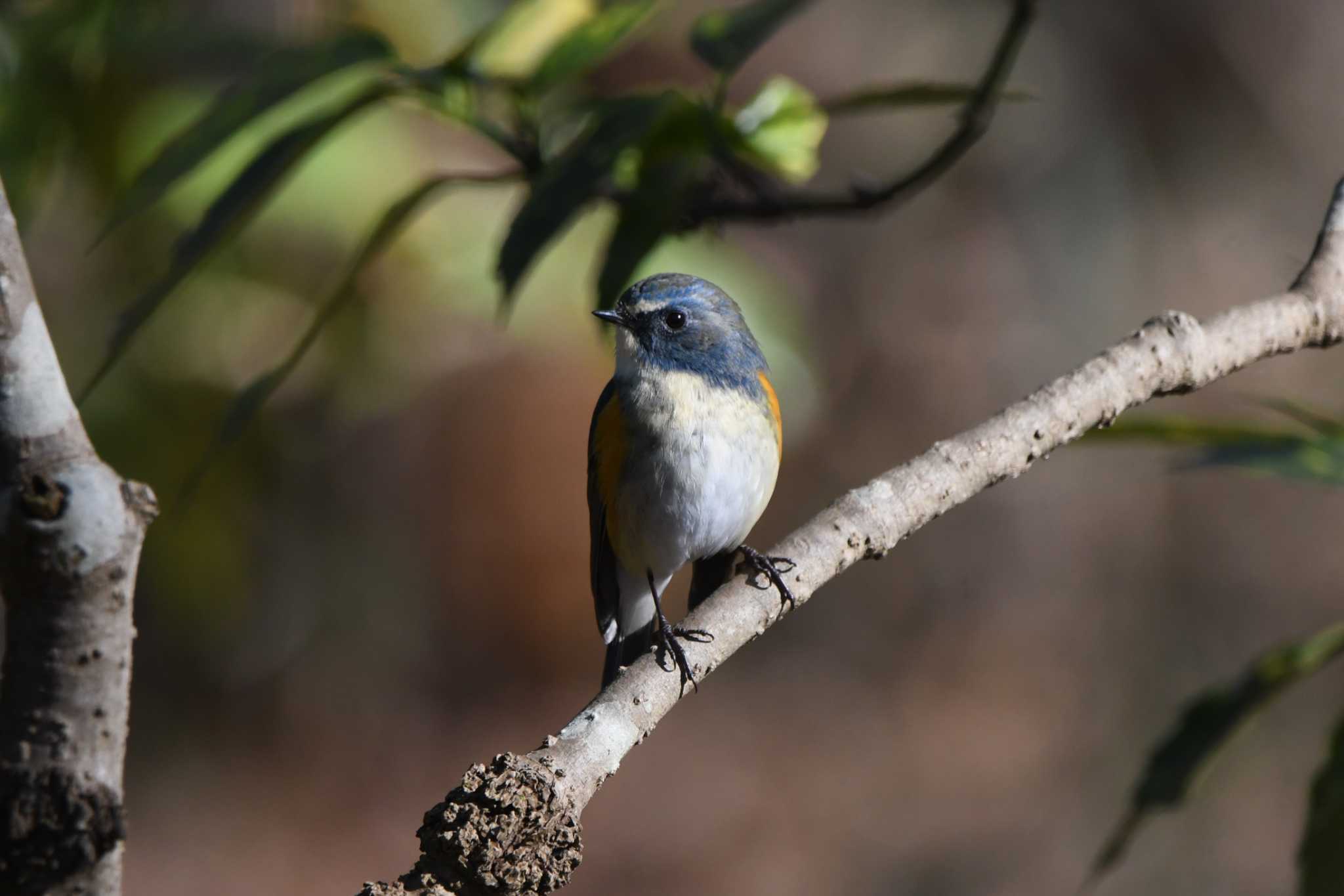 Red-flanked Bluetail