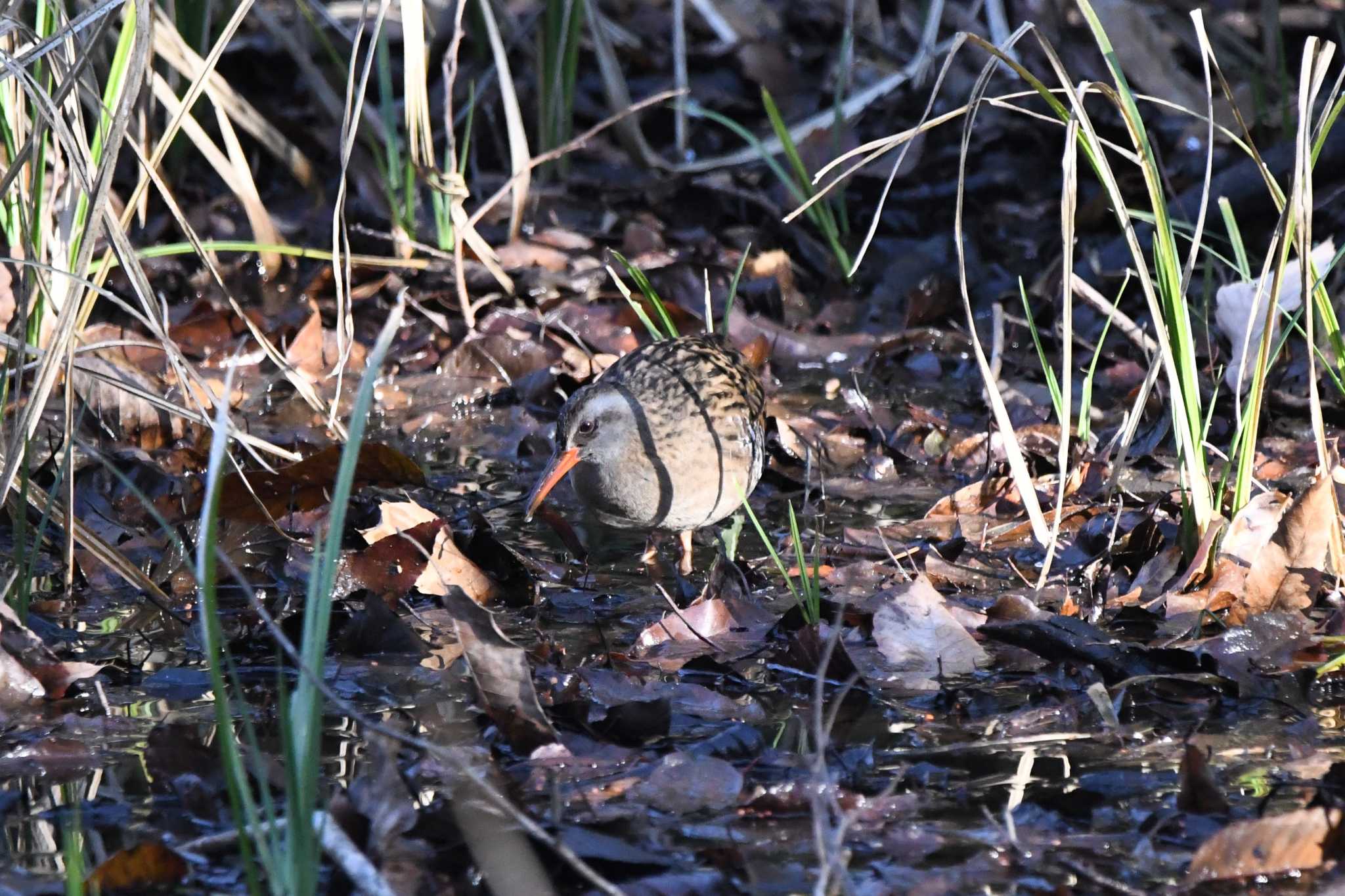 Brown-cheeked Rail