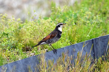 2018年4月9日(月) 加木屋緑地の野鳥観察記録