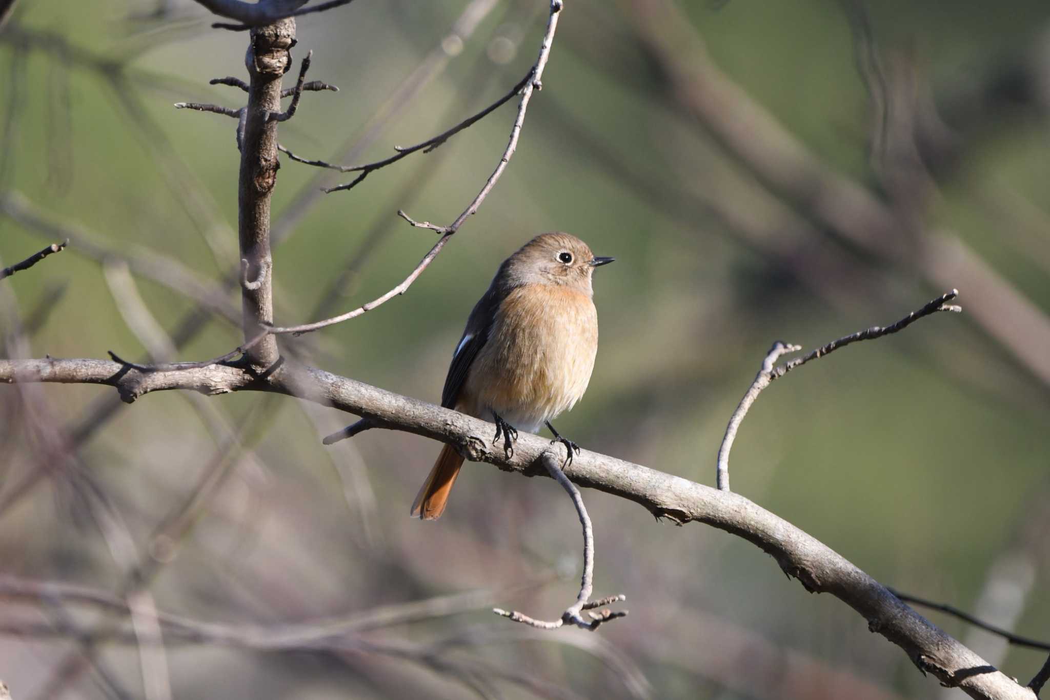 Daurian Redstart