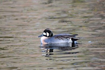 Northern Pintail x Baikal Teal