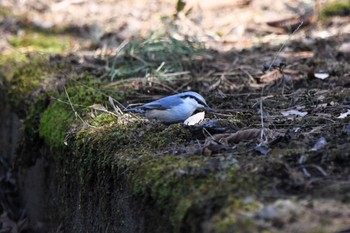 ゴジュウカラ 井頭公園 2023年12月29日(金)