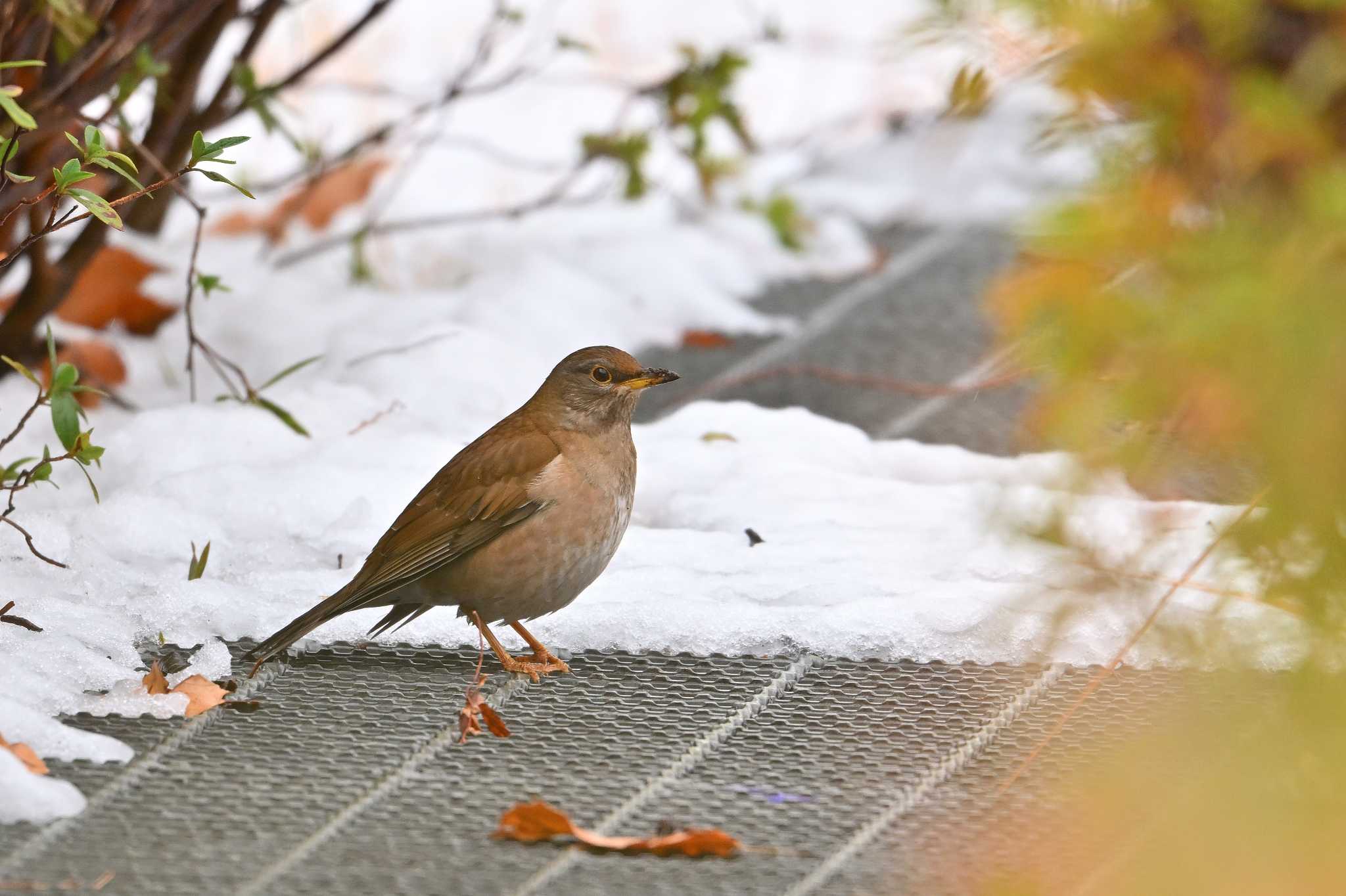 雪の公園 by WayPoint