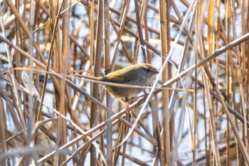 ウグイス 葛西臨海公園 2024年2月3日(土)