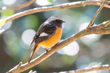 2024年1月14日(日) 秩父ミューズパークの野鳥観察記録