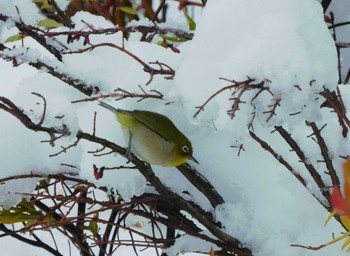 2024年2月6日(火) 平和の森公園、妙正寺川の野鳥観察記録