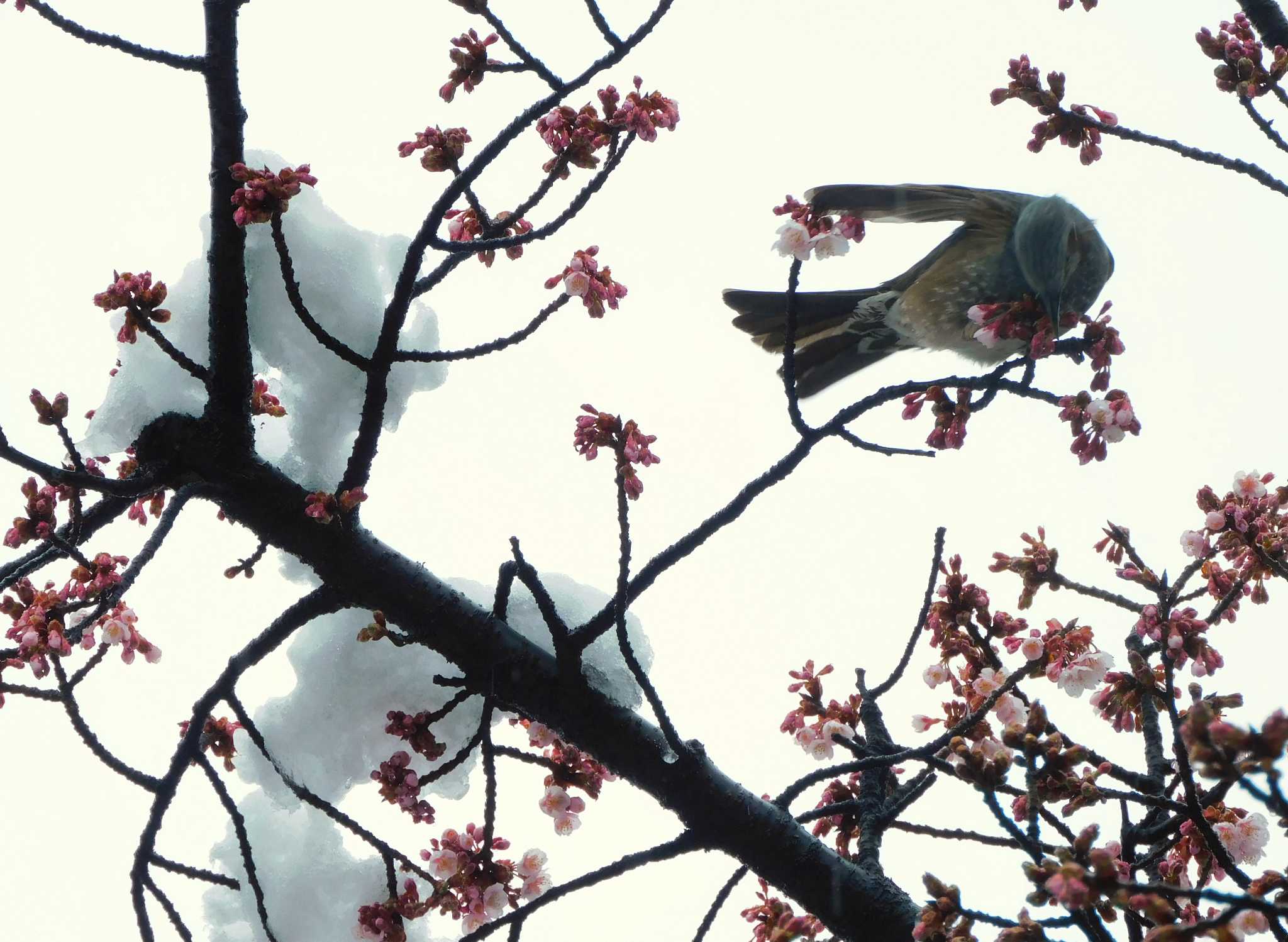 平和の森公園、妙正寺川 ヒヨドリの写真 by morinokotori