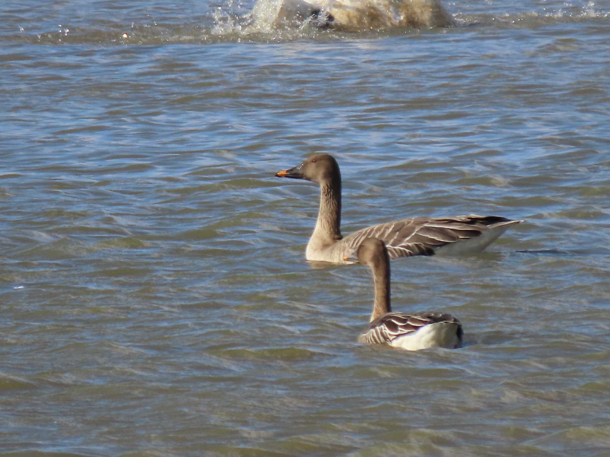 Taiga Bean Goose