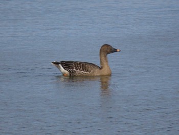 Tundra Bean Goose Kabukuri Pond Sun, 2/4/2024