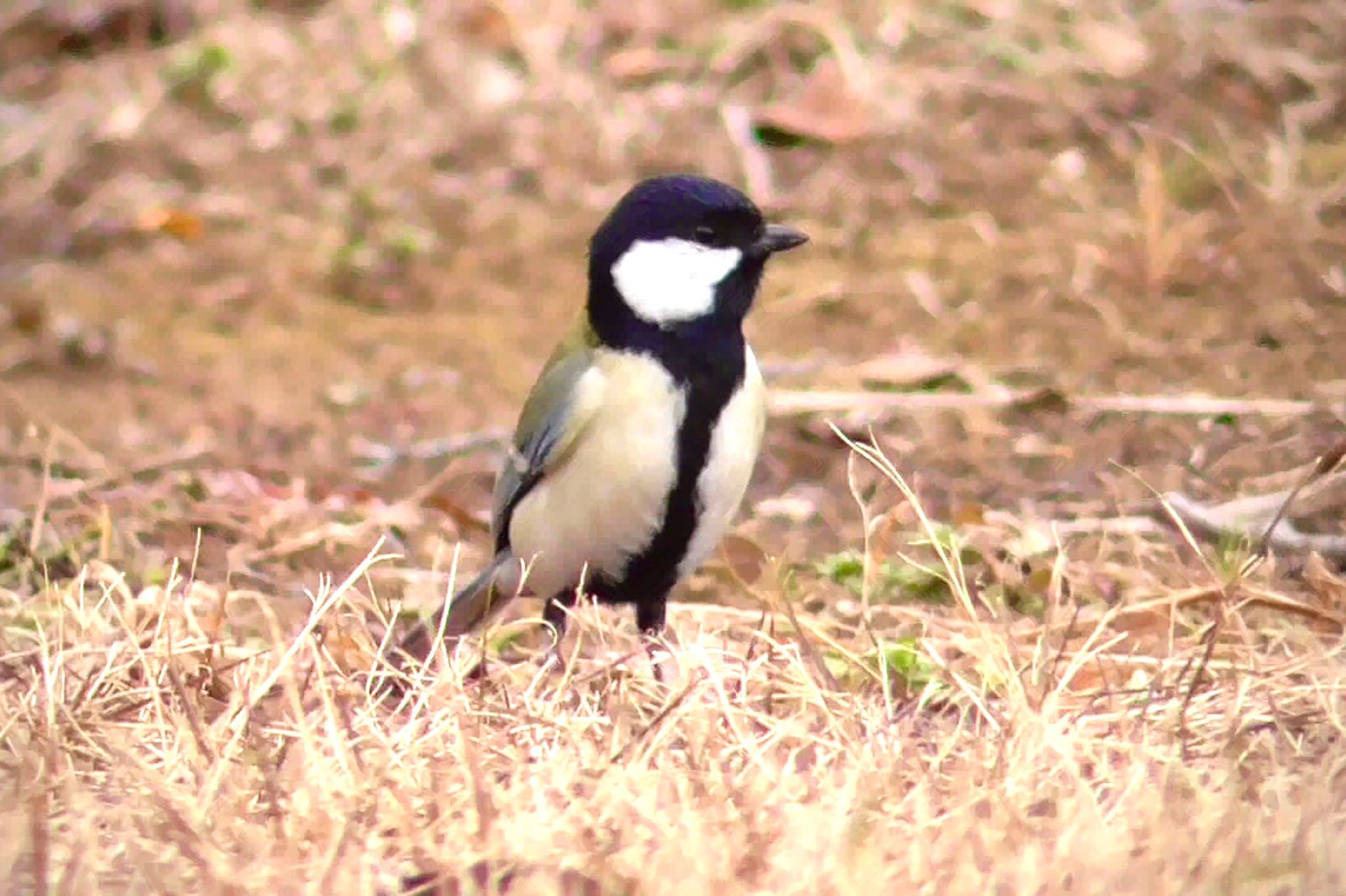 シジュウカラ