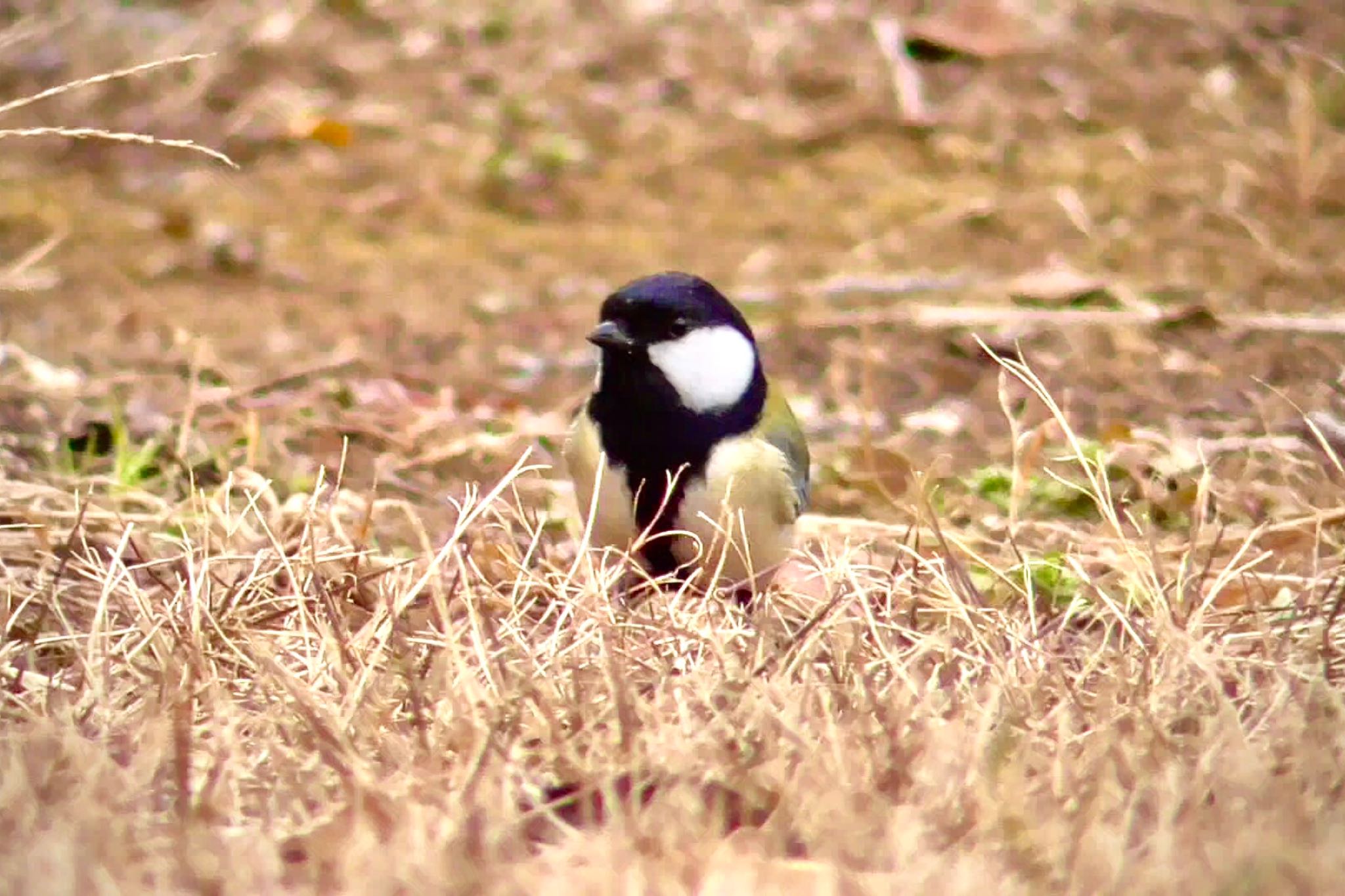 佐倉 シジュウカラの写真 by KozBird