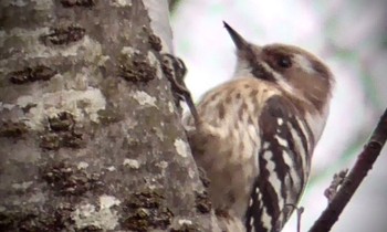 2024年2月2日(金) 佐倉の野鳥観察記録