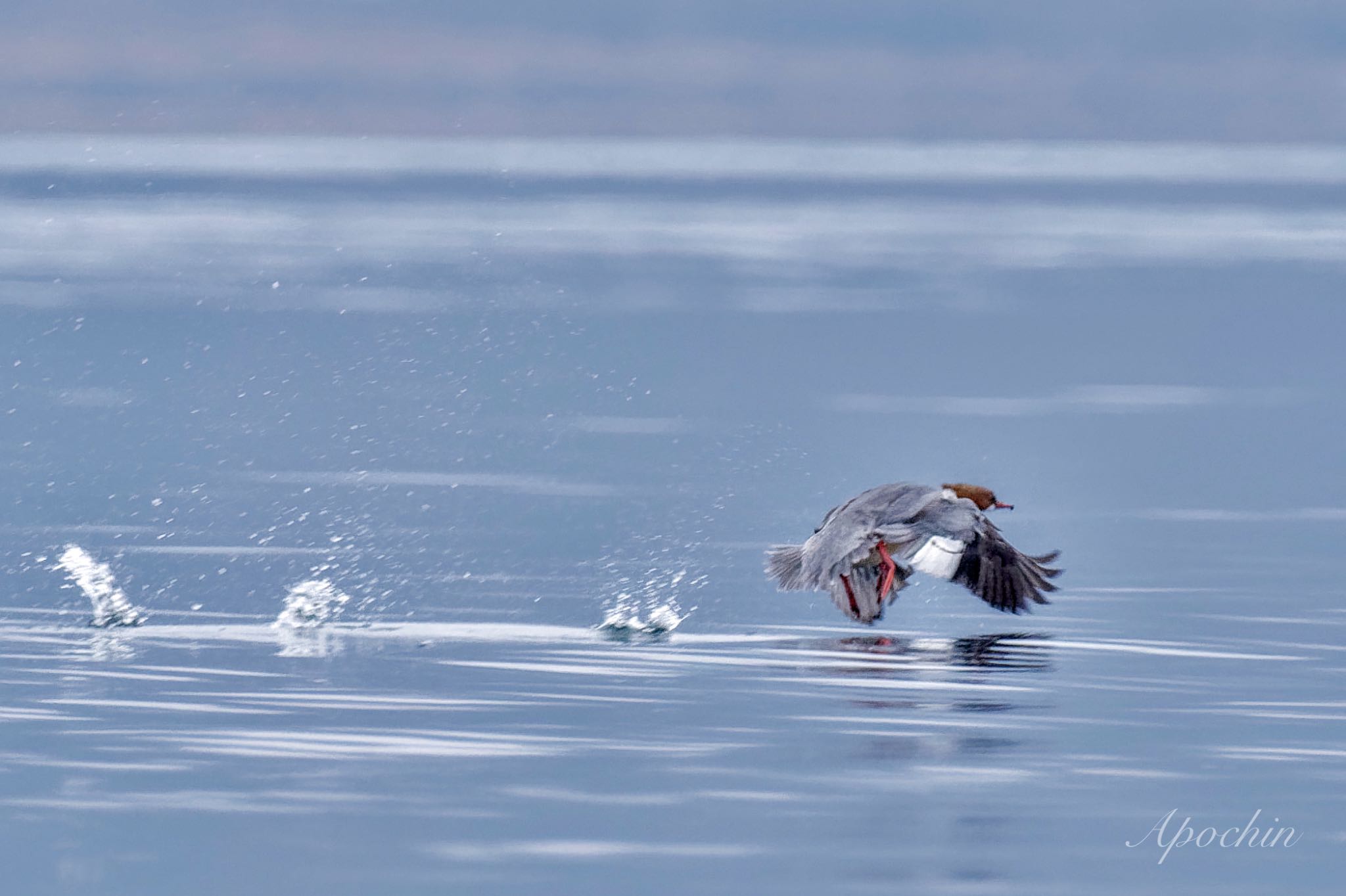 Common Merganser