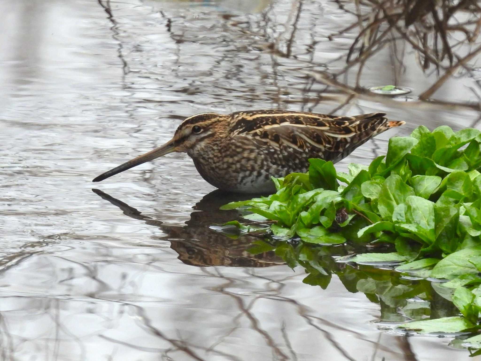 Common Snipe